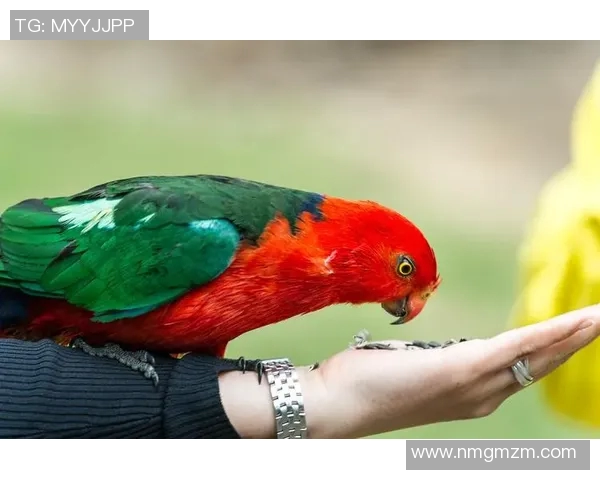 金士顿城与墨尔本鲨鱼的激烈对决揭示了篮球赛场的无限魅力与竞争精神 金士顿城与墨尔本鲨鱼的激烈对决揭示了篮球赛场的无限魅力与竞争精神